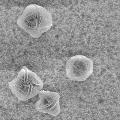 Microscopic Plankton