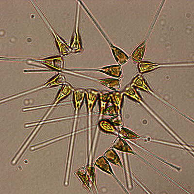 Microscopic Plankton