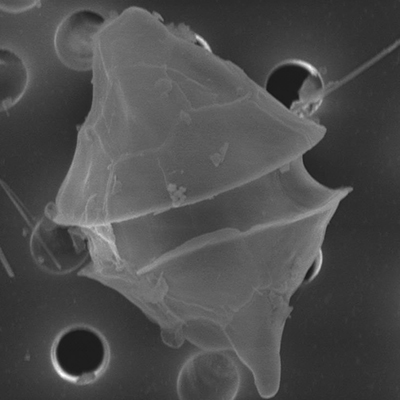 Microscopic Plankton