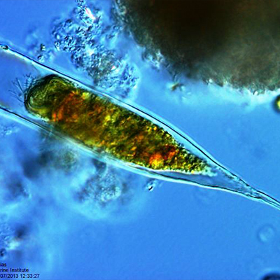 Microscopic Plankton