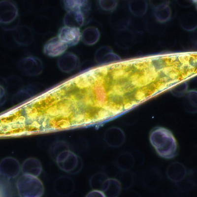 Microscopic Plankton