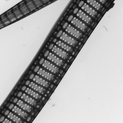 Microscopic Plankton