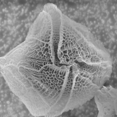 Microscopic Plankton